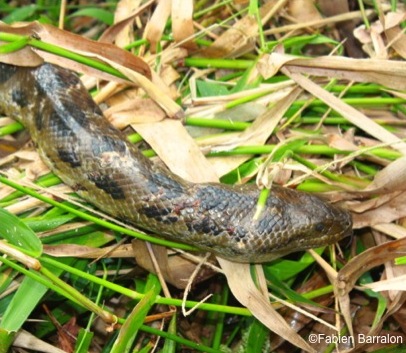 Anaconda-Bolivie