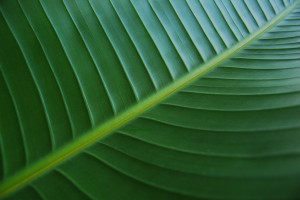 feuille