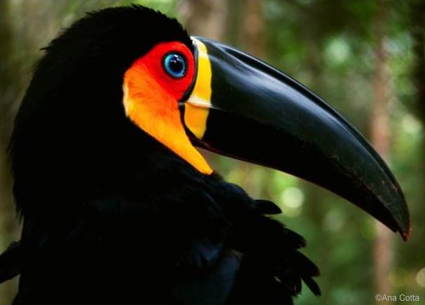 Toucan-Amazonie
