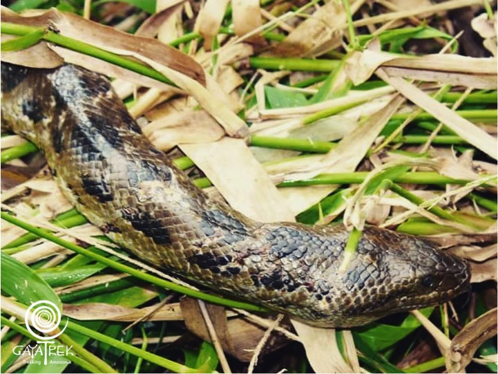 Anaconda-Bolivie